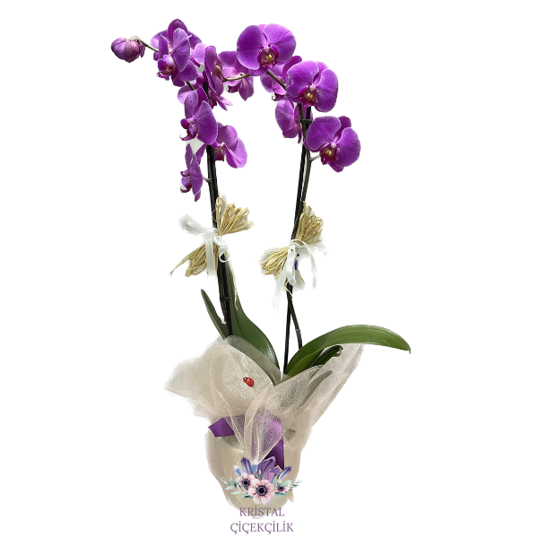 Antalya Çiçek Gönder Çift Dallı Mor Orkide