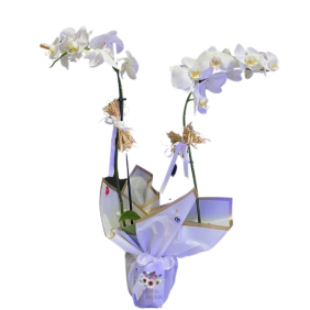 Antalya Çiçekçi Çift Dallı Beyaz Orkide