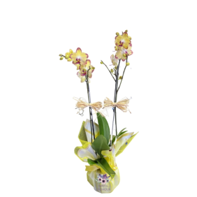  Antalya Çiçek Siparişi Çift Dallı Renkli Orkide