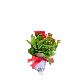  Antalya Çiçekçiler Kırmızı Kalençuha Bitkisi
