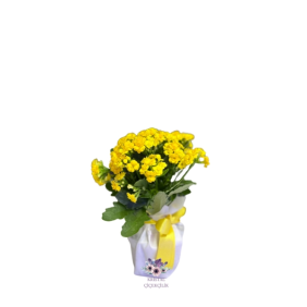  Antalya Çiçekçiler Sarı Kalençuha Bitkisi