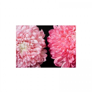  Antalya Çiçek Siparişi - Kasımpatı