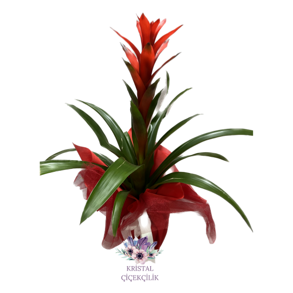  Antalya Çiçek Gönder Guzmania