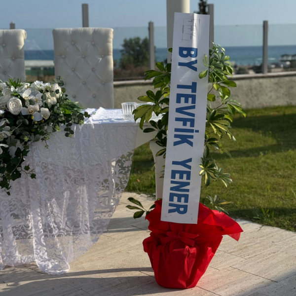 Antalya Çiçekçi - Çift Dallı Boylu Şeflera Bitkisi