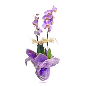  Antalya Çiçekçiler Çift Dallı Lila Renk Orkide
