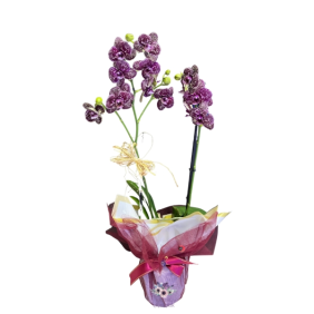  Antalya Çiçek Siparişi Çift Dallı Renkli Çil Orkide