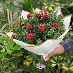  Antalya Çiçek Gönder - Yeni Yıl Simgesi Kokina Buketi