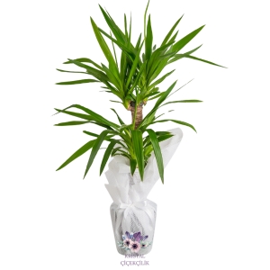  Antalya Çiçek Gönder - 2'li Yucca Bitkisi