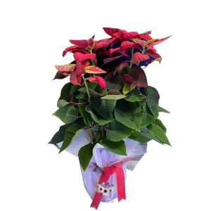  Antalya Çiçek Gönder - Atatürk Çiçeği