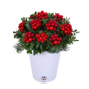  Antalya Çiçek Siparişi - Seramik Saksıda Kokinalar