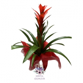  Antalya Çiçek Gönder Guzmania